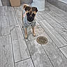 dog, small_dog, puppy, clothing, sweater, pearl_necklace, bathroom, toilet, trash_bin, floor_drain, tile_floor, curious, pet, indoor, looking_at_camera, brown_dog, cute, standing, ears_up, expression