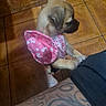 Pancake joined the competition — help win amazing prizes! animal, arm, brown_dog, companion, curious, cute, dog, domestic, indoor, leaning, pet, pink_outfit, pug, puppy, short_hair, small_dog, star_pattern, tattoo, tile_floor, young