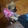 animal, arm, brown_dog, curious, cute, dog, floor, hat, human_arm, indoor, person, pet, pet_clothing, pink_outfit, playful, puppy, small_dog, tattoo, tile, young_dog