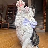 Lény participe au concours pour gagner de l'argent avec cette photo : cat, paw, bow_tie, indoor, wooden_floor, staircase, feline, pet, whiskers, tabby, white_fur, raised_paw, home_interior, furniture, couch, shelf, lamp, cozy, cute, playful