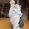 cat, paw, bow_tie, indoor, wooden_floor, staircase, feline, pet, whiskers, tabby, white_fur, raised_paw, home_interior, furniture, couch, shelf, lamp, cozy, cute, playful
