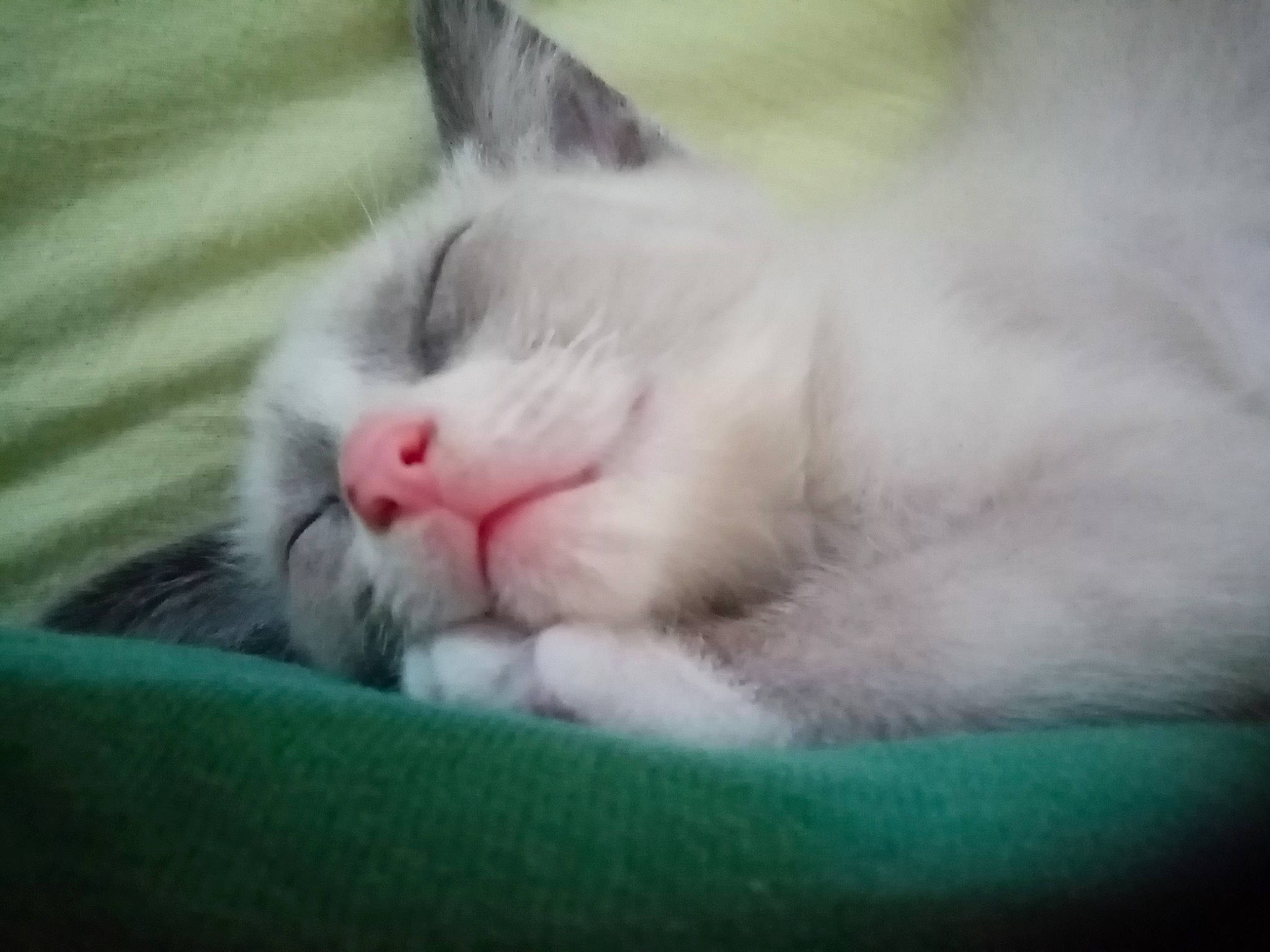 Youba a rejoint le concours — aidez-le/la à gagner de superbes lots ! carnivore, cat, claw, comfort, domestic_short_haired_cat, eye, felidae, fur, nap, paw, sleep, small_to_medium_sized_cats, snout, tail, whiskers