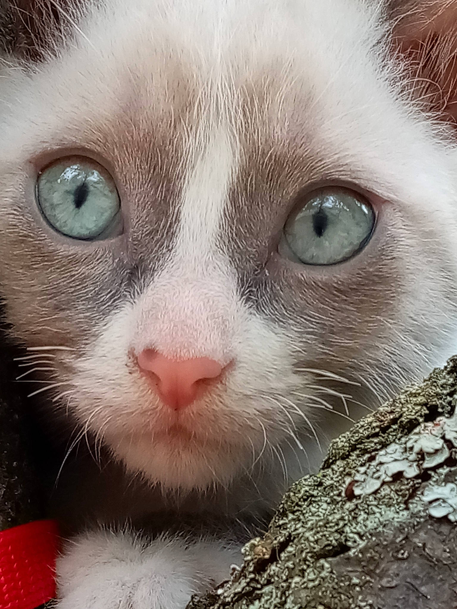 Youba a rejoint le concours — aidez-le/la à gagner de superbes lots ! art, carnivore, cat, close_up, domestic_short_haired_cat, eye, felidae, fur, head, iris, mammal, no_expression, nose, paw, small_to_medium_sized_cats, snout, terrestrial_animal, vertebrate, whiskers