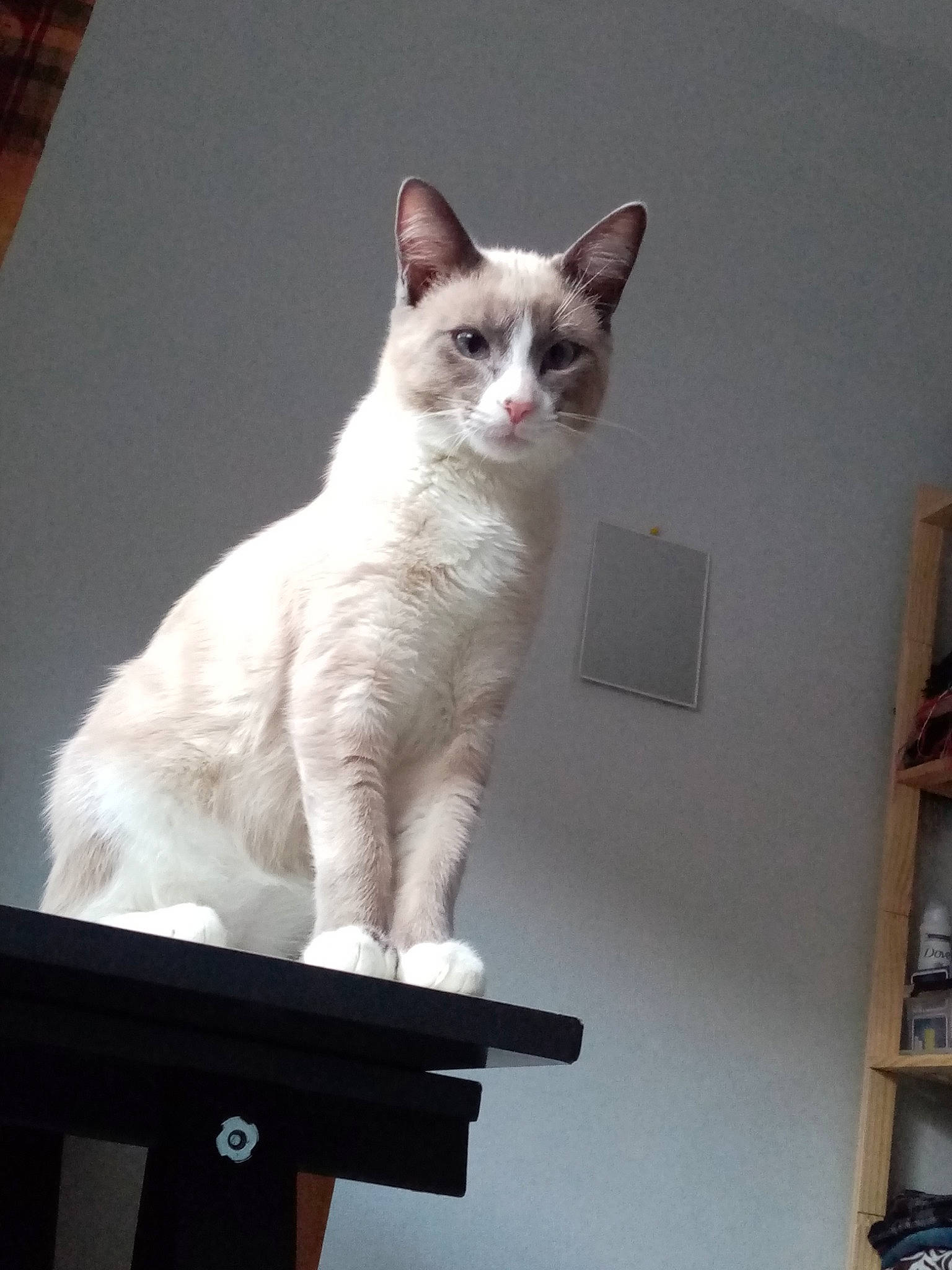 Youba a rejoint le concours — aidez-le/la à gagner de superbes lots ! bookcase, carnivore, cat, display_device, domestic_short_haired_cat, fawn, felidae, fur, output_device, paw, rectangle, shelf, shelving, sitting, small_to_medium_sized_cats, snout, tail, whiskers, window, wood