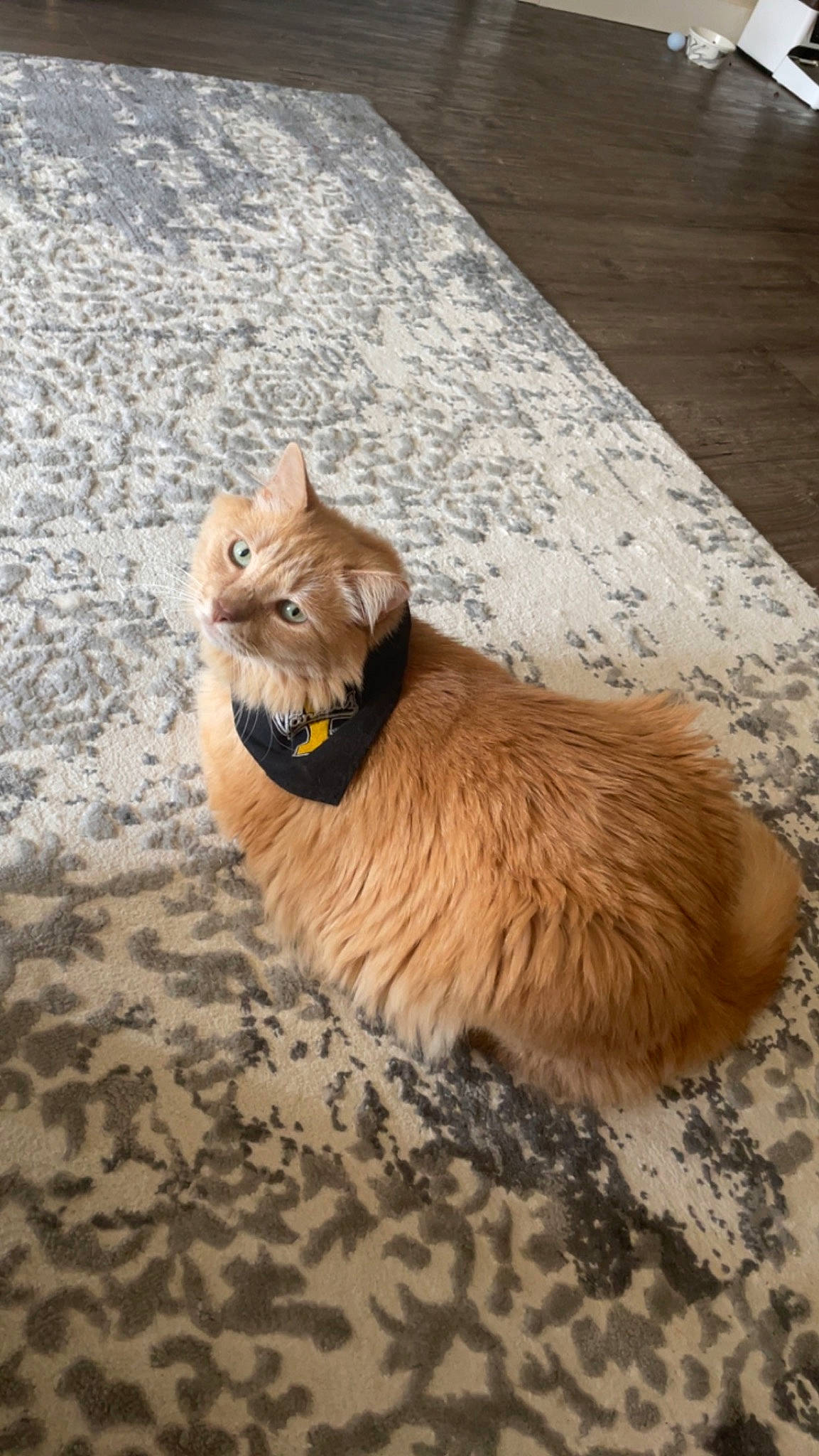 Pumba is registered to the contest to win money with this photo: carnivore, cat, companion_dog, dog_breed, domestic_short_haired_cat, fawn, felidae, flooring, fur, hardwood, paw, rodent, small_to_medium_sized_cats, spitz, tail, terrestrial_animal, toy, whiskers, window, wood