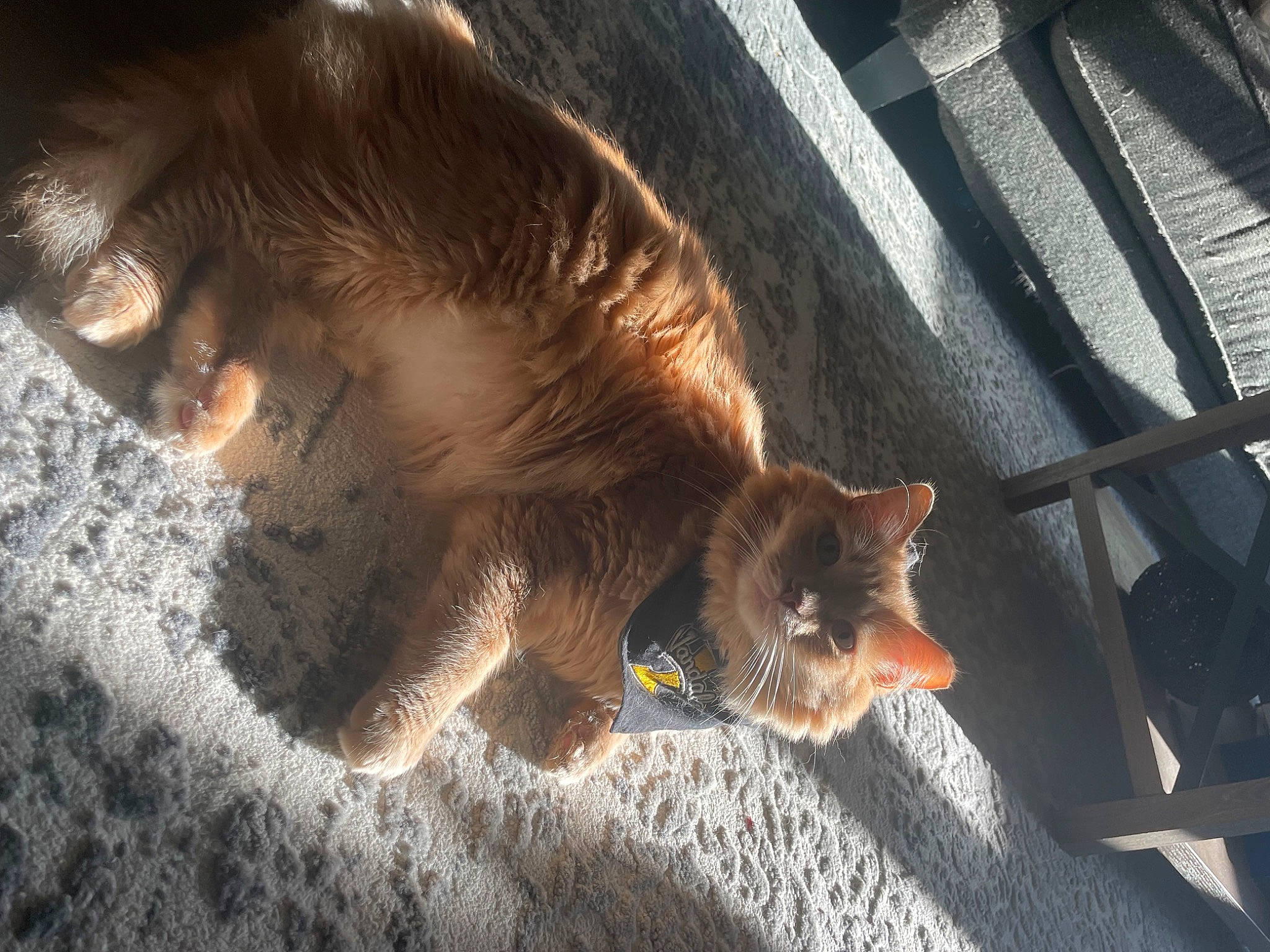 Pumba is registered to the contest to win money with this photo: canidae, carnivore, cat, claw, dog_breed, domestic_short_haired_cat, fawn, felidae, fur, human_leg, mammal, paw, small_to_medium_sized_cats, sporting_group, tail, terrestrial_animal, tree, vertebrate, whiskers, wood