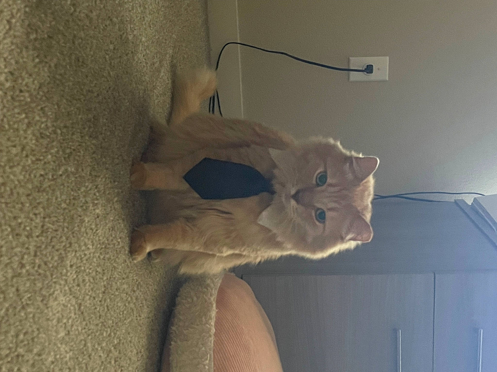 Pumba joined the competition — help win amazing prizes! art, cabinetry, cat, chair, chest_of_drawers, comfort, drawer, dress, felidae, fur, grey, hardwood, human_leg, linens, plaster, sculpture, small_to_medium_sized_cats, tail, whiskers, wood