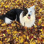 Finley joined the competition — help win amazing prizes! dog, border_collie, black_and_white, autumn_leaves, leaf_pile, outdoor, pet, animal, happy, smiling, fur, nature, fall, season, playful, canine, leaves, park, daylight, cute