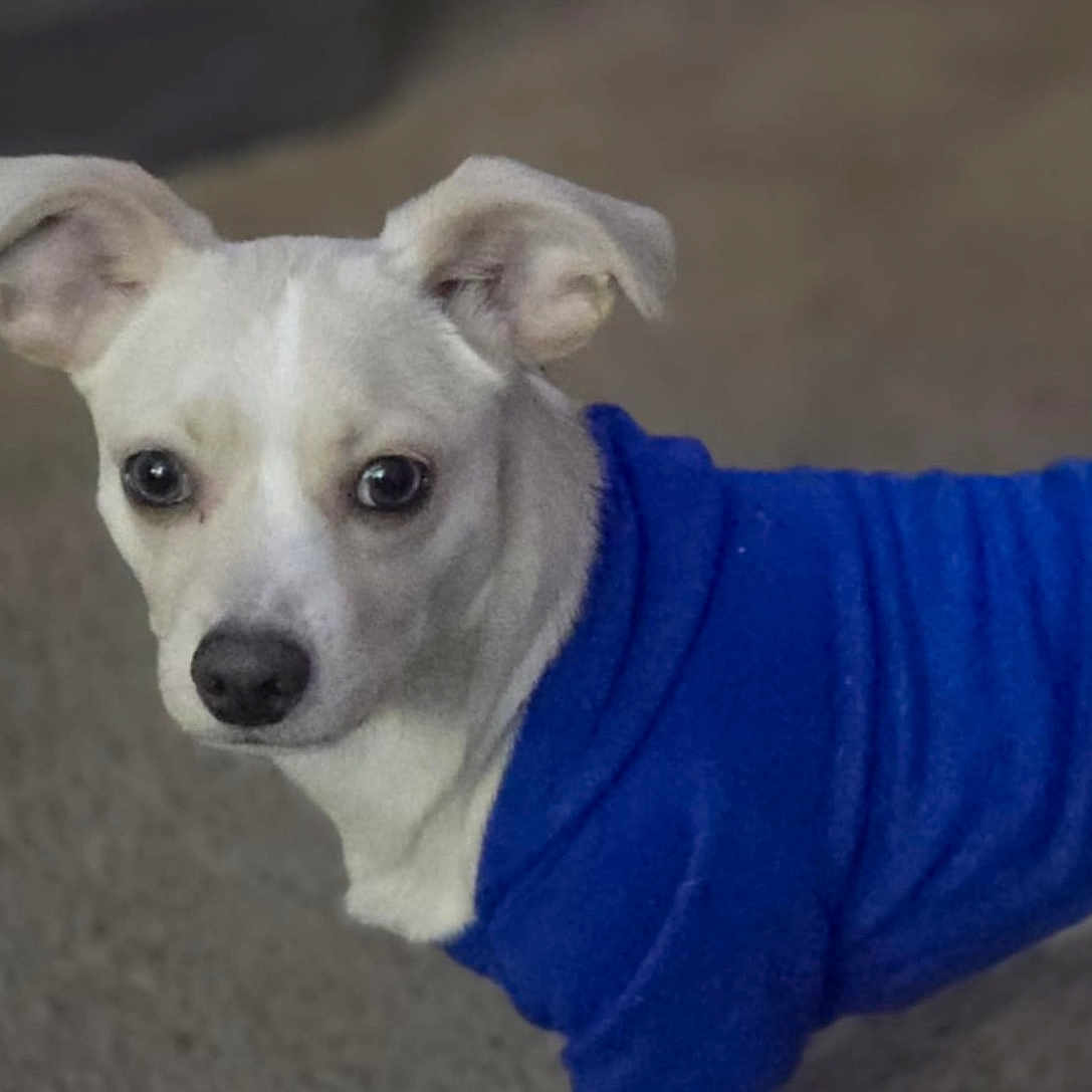 Max joined the competition — help win amazing prizes! animal, blue_sweater, canine, carpet, clothing, companion, curious, dog, domestic, ears, eyes, fur, indoor, looking, mammal, nose, pet, small_dog, standing, white_dog
