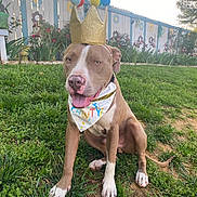 Ice is registered to the contest to win money with this photo: dog, crown, bandana, grass, garden, outdoor, pet, happy, animal, canine, playful, summer, sunlight, nature, fence, flower, greenery, sitting, portrait, cute