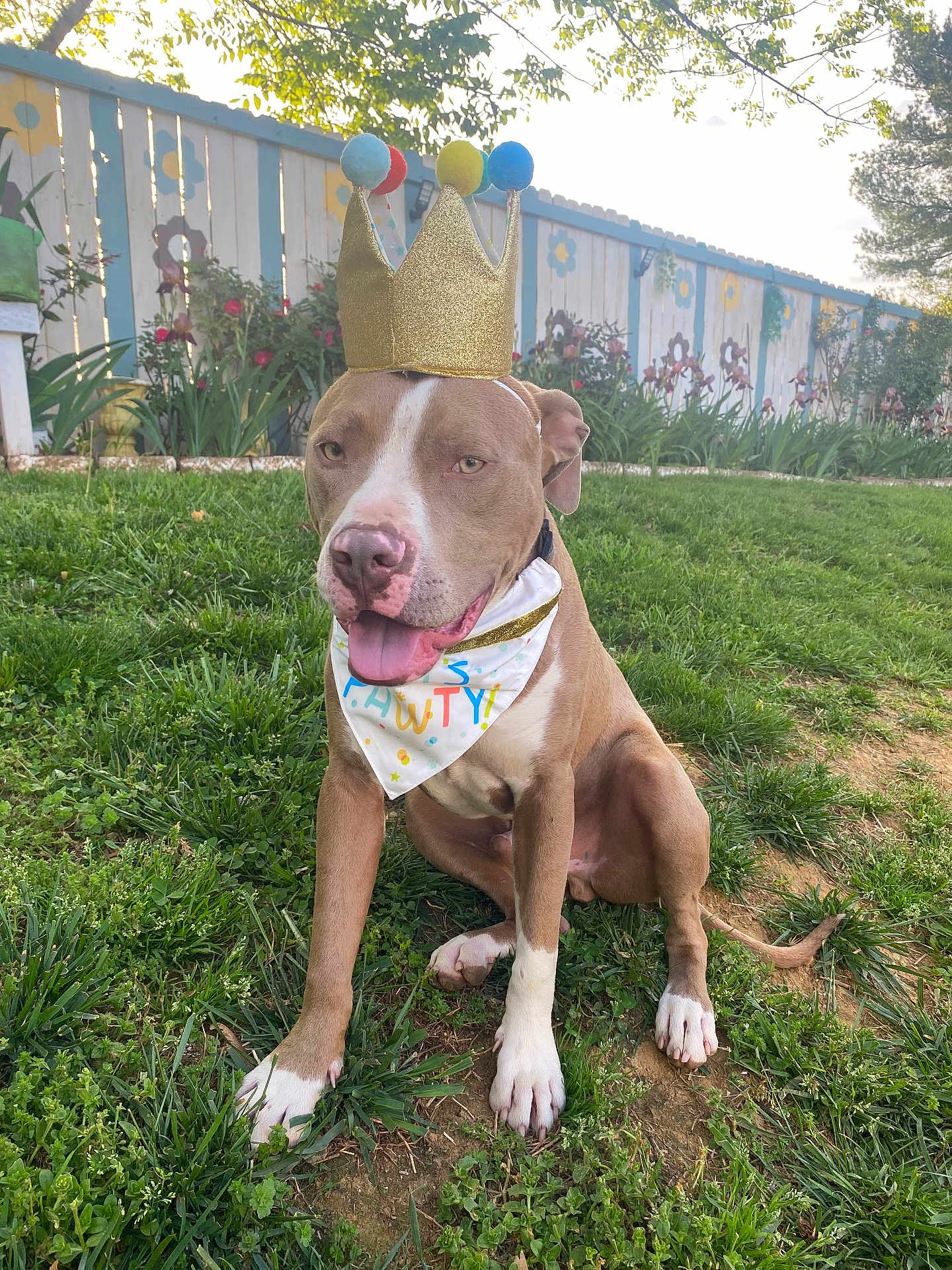 Ice is registered to the contest to win money with this photo: dog, crown, bandana, grass, garden, outdoor, pet, happy, animal, canine, playful, summer, sunlight, nature, fence, flower, greenery, sitting, portrait, cute