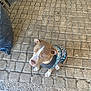 animal, brown, canine, collar, cute, dog, floor, looking_up, outdoor, patterned_clothing, pavement, pet, puppy, sidewalk, sitting, small_dog, stone, sweater, texture, white