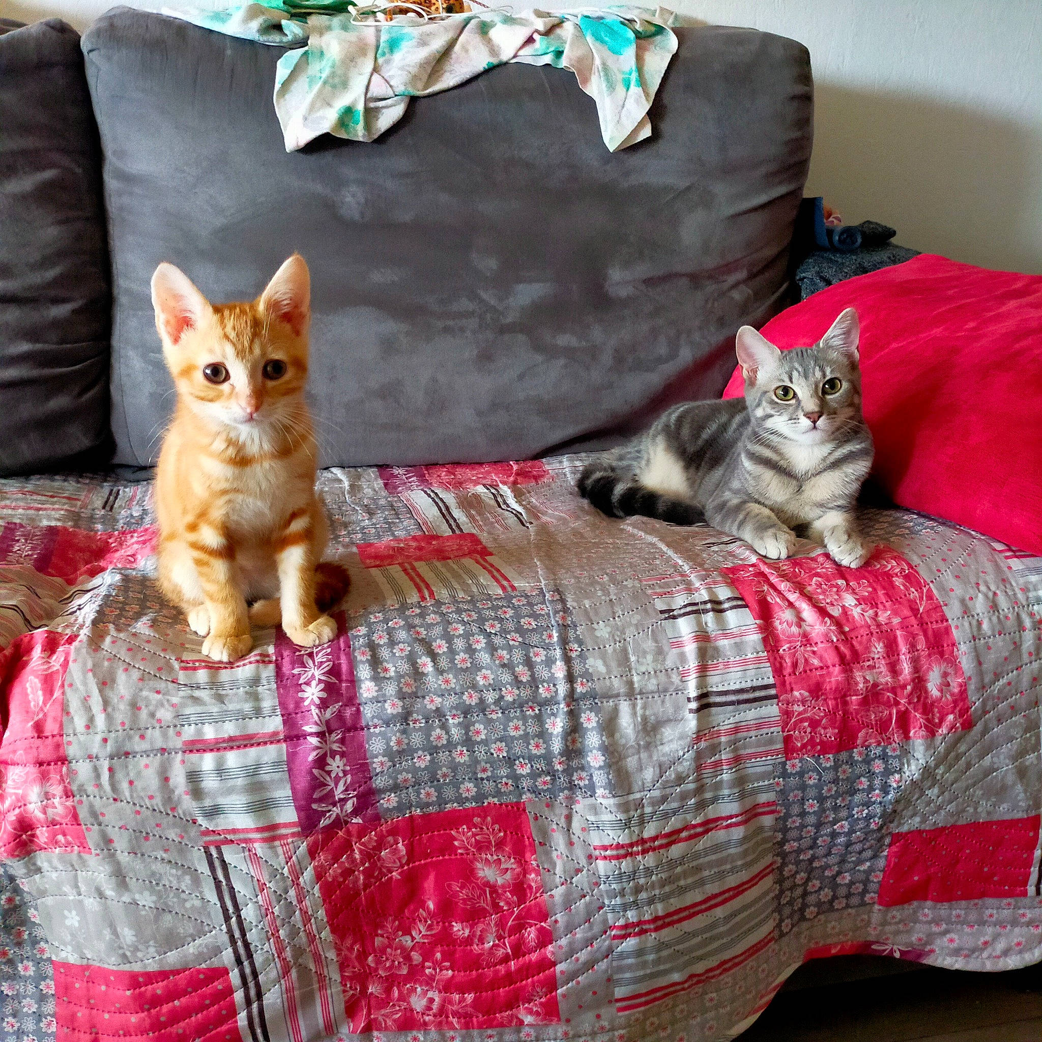 Yaku a rejoint le concours — aidez-le/la à gagner de superbes lots ! bed_sheet, bedding, carnivore, cat, cat_supply, comfort, couch, domestic_short_haired_cat, felidae, fur, grey, linens, mammal, pillow, plaid, small_to_medium_sized_cats, tail, textile, vertebrate, whiskers