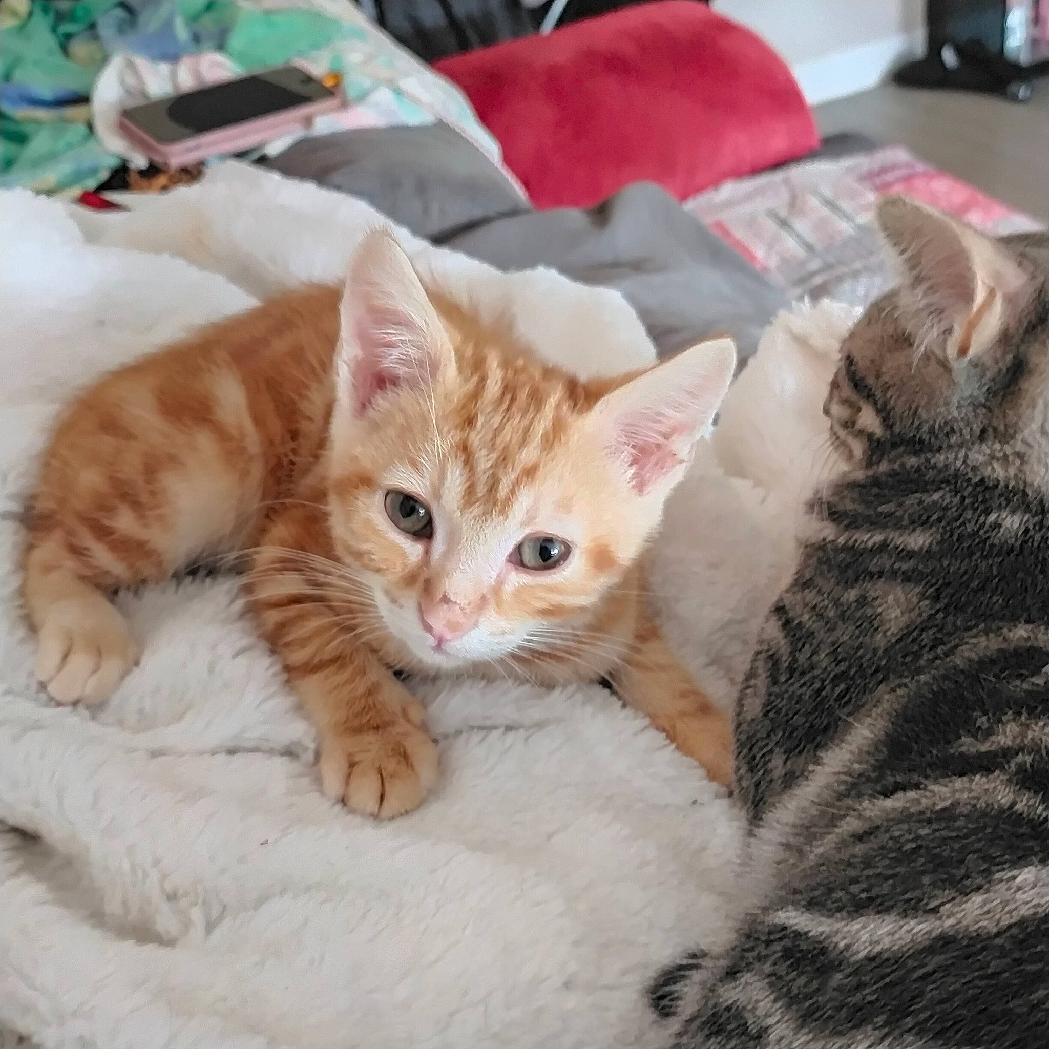 Yaku participe au concours pour gagner de l'argent avec cette photo : carnivore, cat, claw, comfort, domestic_short_haired_cat, fawn, felidae, foot, fur, linens, paw, sitting, small_to_medium_sized_cats, snout, tail, whiskers