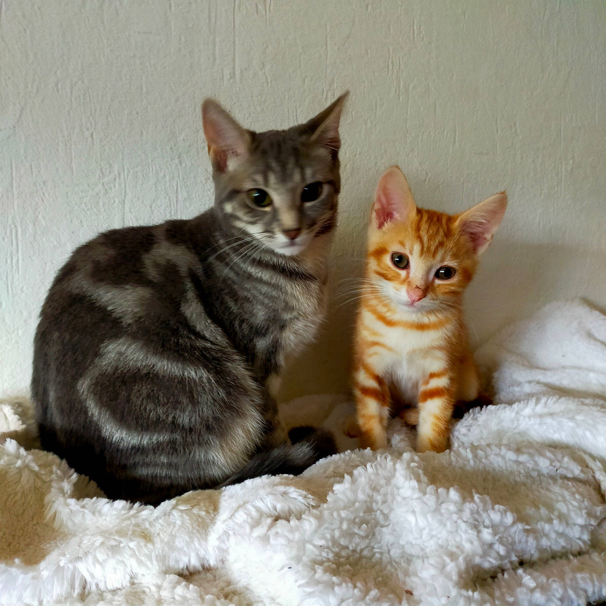 Yaku a rejoint le concours — aidez-le/la à gagner de superbes lots ! carnivore, cat, cat_supply, claw, comfort, domestic_short_haired_cat, fawn, felidae, fur, paw, pet_supply, small_to_medium_sized_cats, snout, tail, terrestrial_animal, vertebrate, whiskers