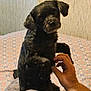 dog, black_dog, bed, hand, indoor, pet, animal, curious, sitting, paw, human_hand, patterned_bedspread, cozy, companion, fur, cute, domestic, pet_interaction, relaxed, small_dog