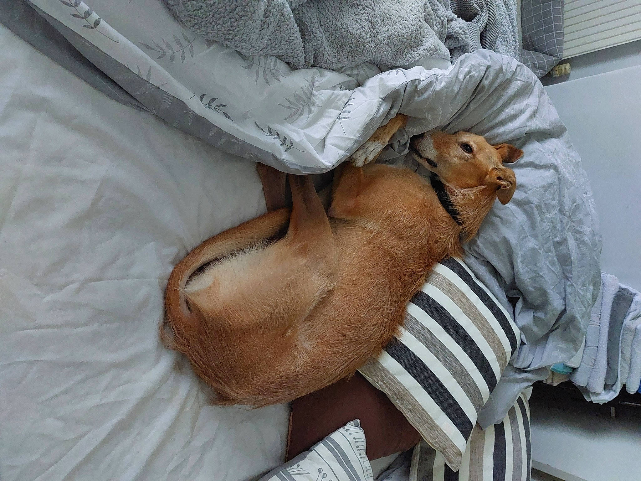Dola is registered to the contest to win money with this photo: bedding, canidae, comfort, companion_dog, elbow, fawn, felidae, foot, fur, human_leg, knee, linens, nap, sleep, sleeve, small_to_medium_sized_cats, sporting_group, thigh, whiskers, wrinkle