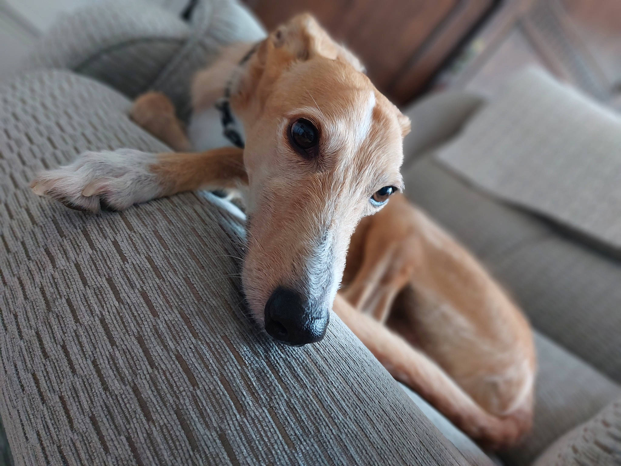 Dola is registered to the contest to win money with this photo: canidae, carnivore, comfort, companion_dog, dog, dog_breed, ear, fawn, flooring, fur, hardwood, snout, sporting_group, tail, terrestrial_animal, whiskers, wood, working_animal