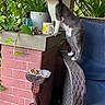 animal, balcony, brick_wall, cat, concrete_ledge, curious_cat, decor, floor, furniture, greenery, lattice_fence, looking, mug, outdoor, pet, plant, potted_plant, rubiks_cube, side_table, wicker_chair