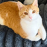 Grimm joined the competition — help win amazing prizes! cat, orange_cat, white_cat, pet, animal, feline, fur, whiskers, ears, eyes, nose, paws, blanket, texture, comfort, relaxing, indoor, closeup, resting, cute