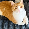 cat, orange_cat, white_cat, pet, animal, feline, fur, whiskers, ears, eyes, nose, paws, blanket, texture, comfort, relaxing, indoor, closeup, resting, cute