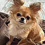 animal, blanket, brown_fur, canine, chihuahua, companion, cute, dog, domestic_animal, ears, fluffy, fur, furry, indoor, looking_at_camera, pet, portrait, sitting, small_dog, whiskers