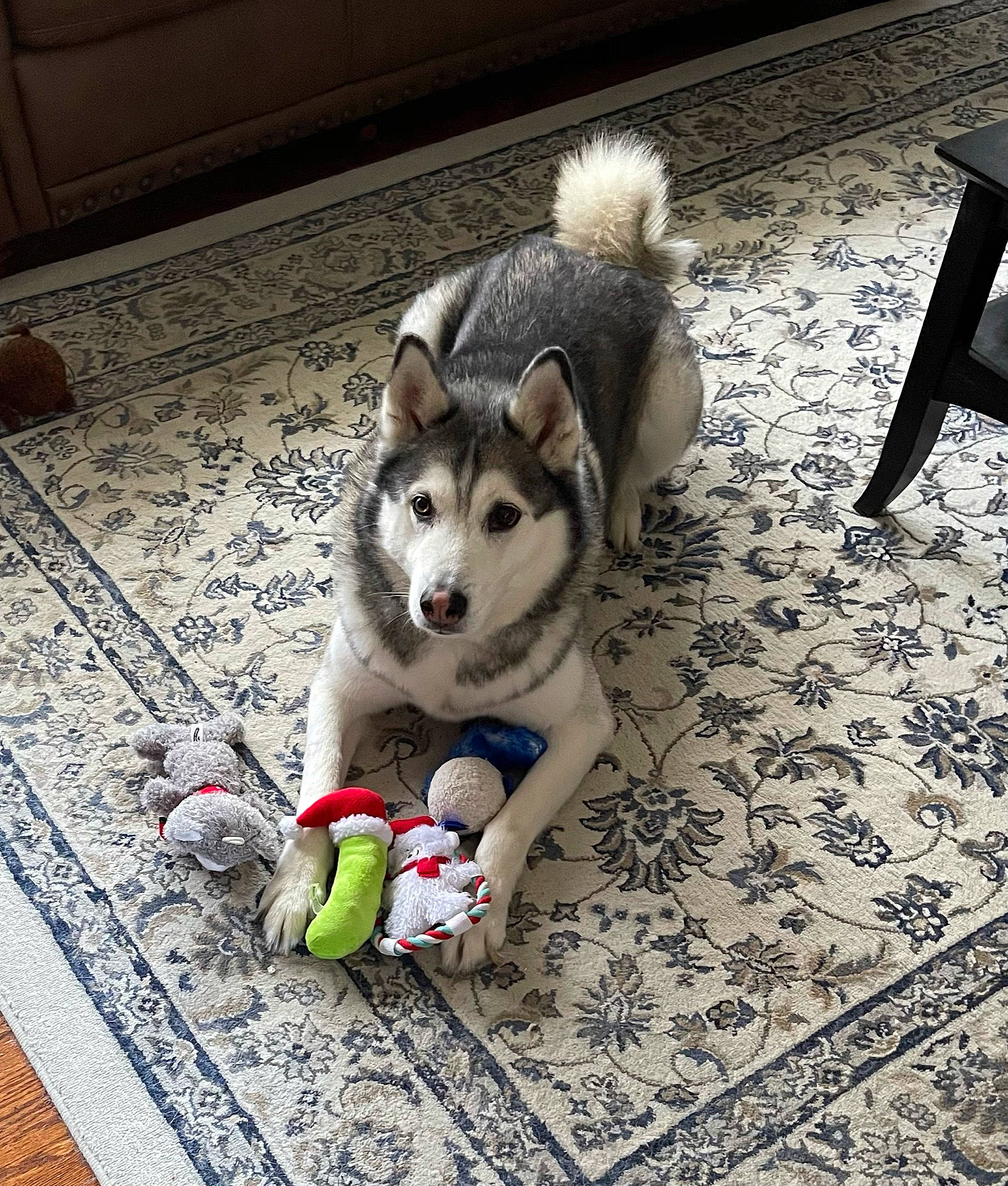 Fang joined the competition — help win amazing prizes! canidae, carnivore, companion_dog, dog, dog_breed, felidae, floor, flooring, fur, grass, grey, paw, road_surface, siberian_husky, sidewalk, sled_dog, small_to_medium_sized_cats, tail, whiskers, wood