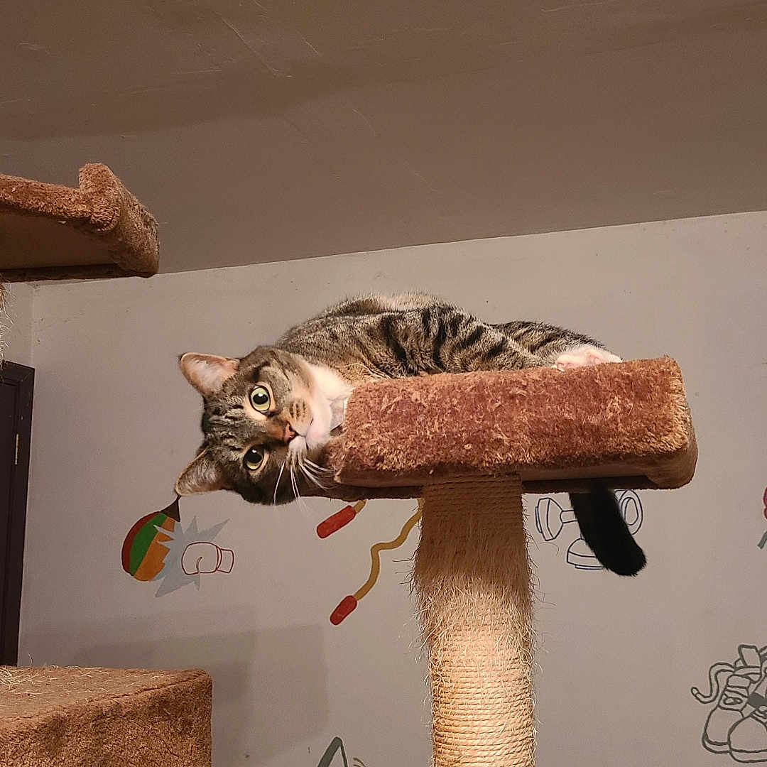 Slippers joined the competition — help win amazing prizes! animal, carpeted, cat, cat_tree, claws, cozy, curious, ears, feline, home, indoor, pet, playful, relaxed, resting, scratching_post, tabby, tail, wall_art, whiskers