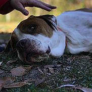 Roscoe joined the competition — help win amazing prizes! animal, brown, calm, close_up, collar, daylight, dog, friendly, grass, hand, human_hand, leaf, lying_down, mammal, nature, outdoor, paw, pet, relaxing, white