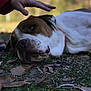 animal, brown, calm, close_up, collar, daylight, dog, friendly, grass, hand, human_hand, leaf, lying_down, mammal, nature, outdoor, paw, pet, relaxing, white