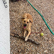 Doko a rejoint le concours — aidez-le/la à gagner de superbes lots ! dog, pebbles, stick, tennis_ball, garden_hose, outdoor, pet, playful, tongue_out, brown_dog, happy, house_wall, greenery, summer, sunny, animal, canine, nature, yard, resting