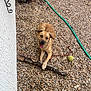 dog, pebbles, stick, tennis_ball, garden_hose, outdoor, pet, playful, tongue_out, brown_dog, happy, house_wall, greenery, summer, sunny, animal, canine, nature, yard, resting
