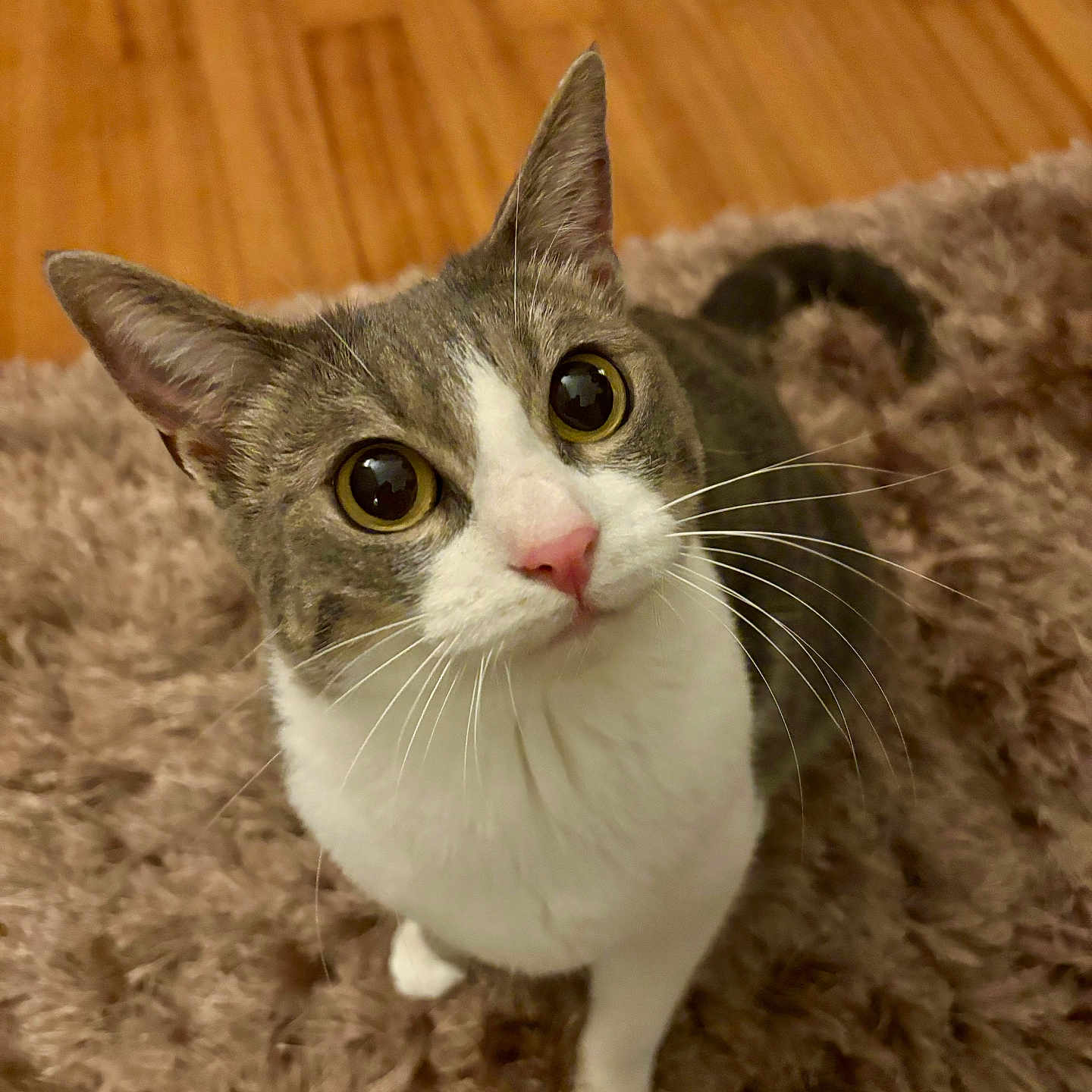 Onny participe au concours pour gagner de l'argent avec cette photo : abyssinian, animal, cat, hardwood, kitten, manx, pet, plywood, siamese, stainedwood, wood