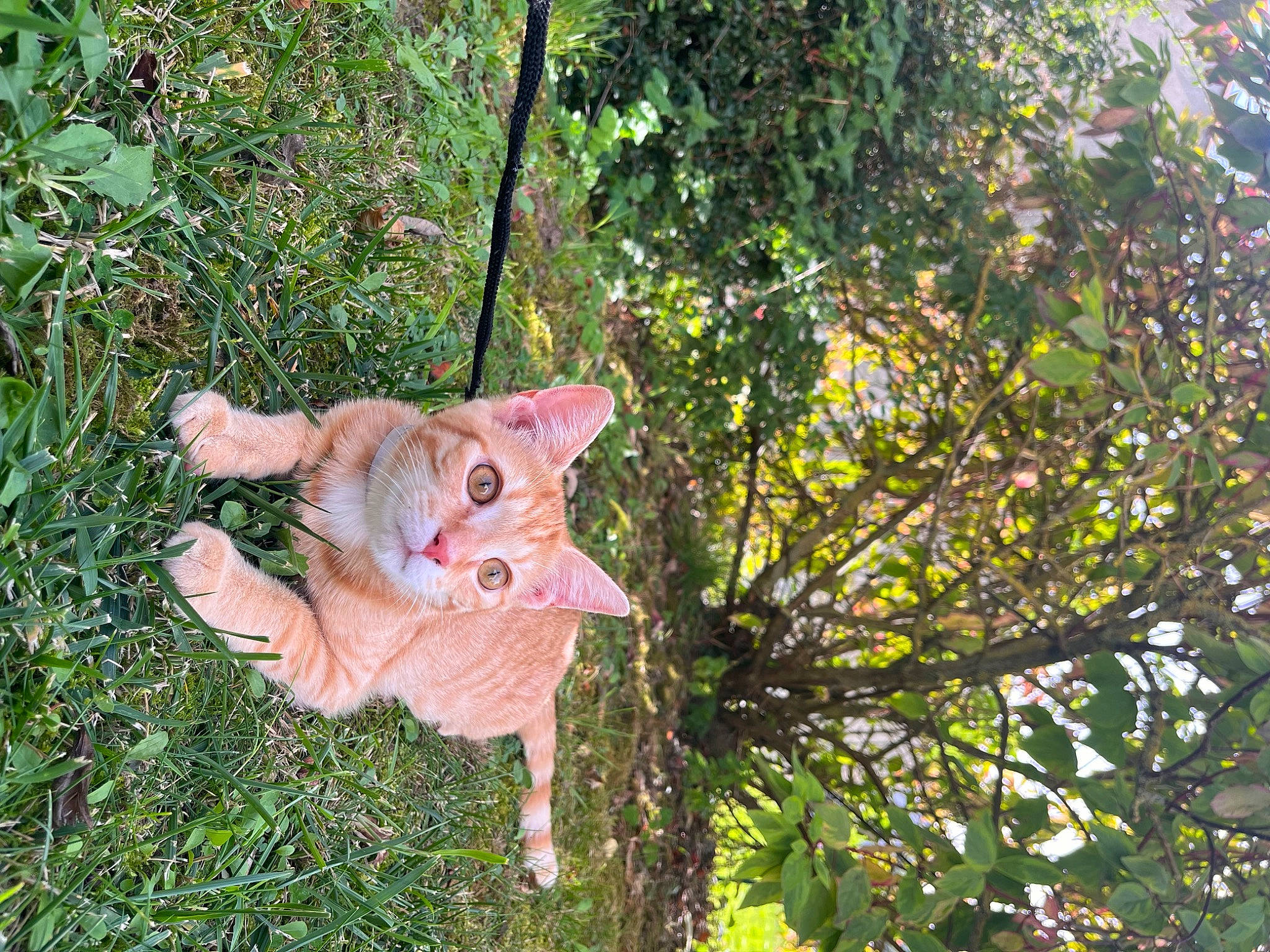 Oliver