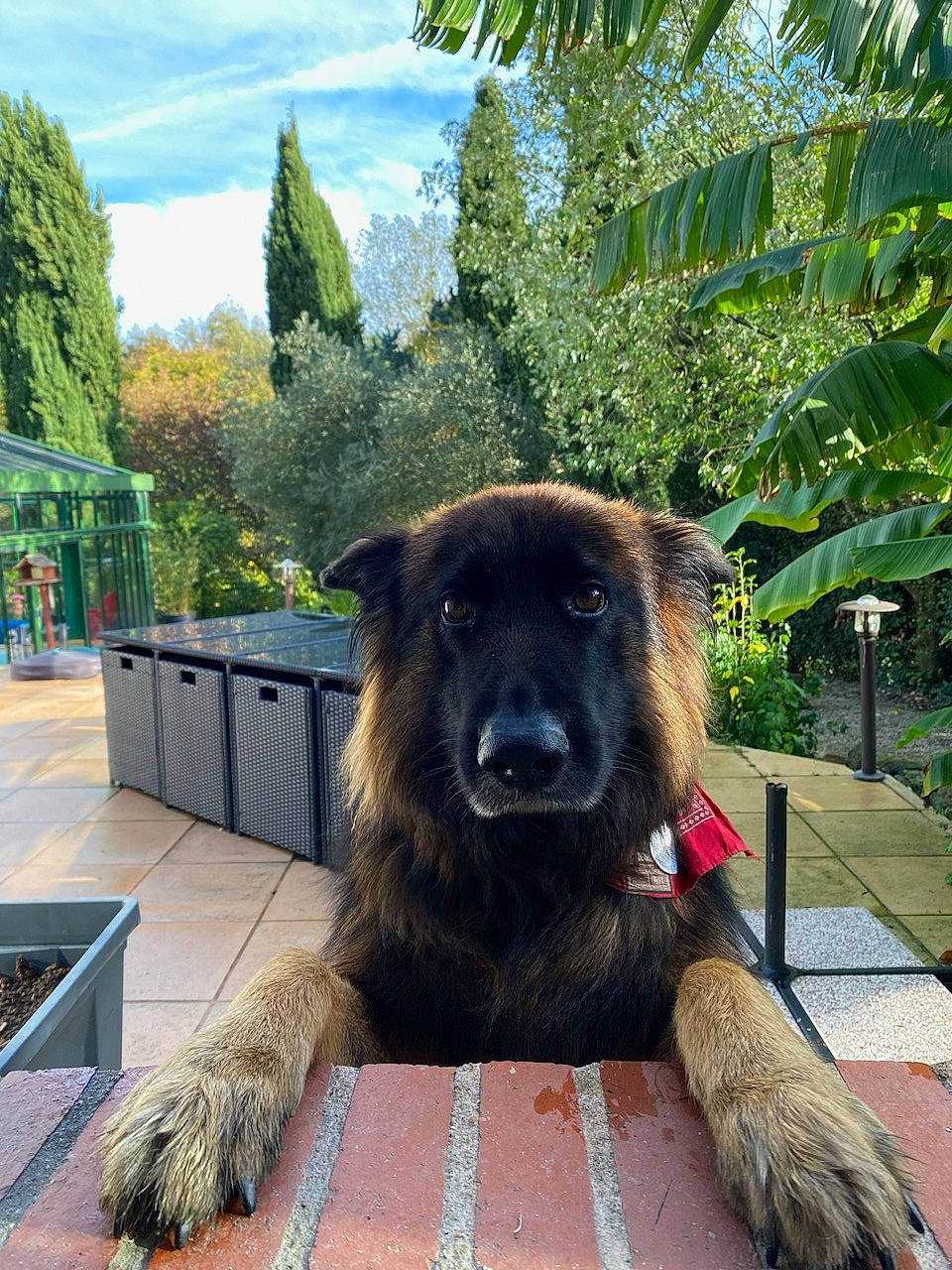 Maverick a rejoint le concours — aidez-le/la à gagner de superbes lots ! carnivore, cloud, companion_dog, dog, dog_breed, fur, german_shepherd_dog, giant_dog_breed, guard_dog, herding_dog, leonberger, old_german_shepherd_dog, palm_tree, plant, sky, snout, sporting_group, tints_and_shades, tree, working_animal