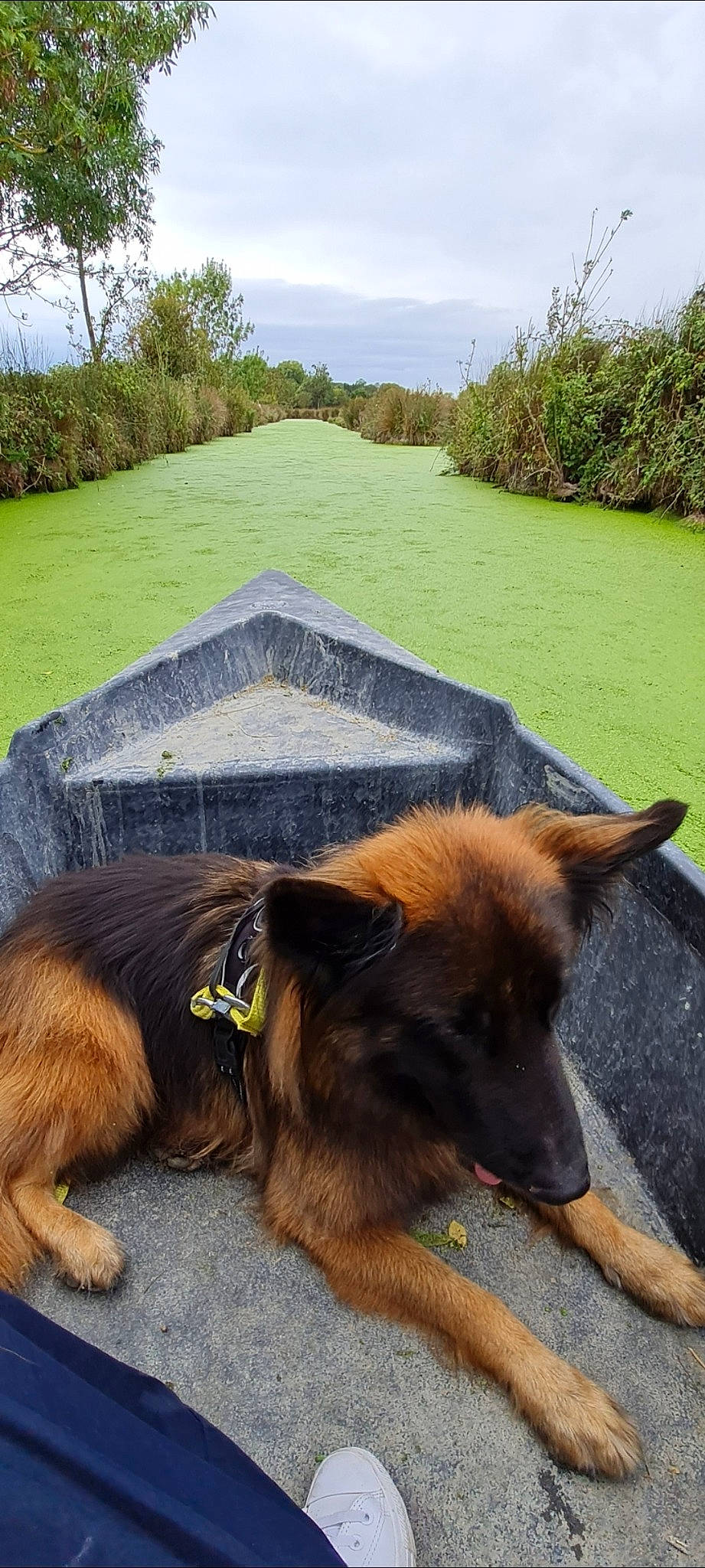 Maverick a rejoint le concours — aidez-le/la à gagner de superbes lots ! canidae, carnivore, cloud, collar, companion_dog, dog, dog_breed, fawn, german_shepherd_dog, grass, herding_dog, king_shepherd, old_german_shepherd_dog, plant, sky, snout, sporting_group, tail, tree, window