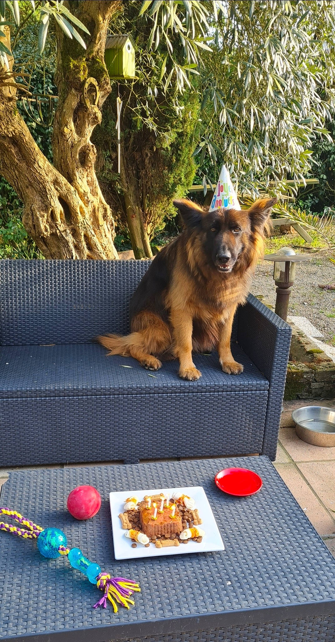 Maverick participe au concours pour gagner de l'argent avec cette photo : canidae, carnivore, chair, collar, companion_dog, couch, dog, dog_breed, dog_supply, fawn, grass, leisure, outdoor_furniture, plant, rectangle, sporting_group, table, tail, tree, wood