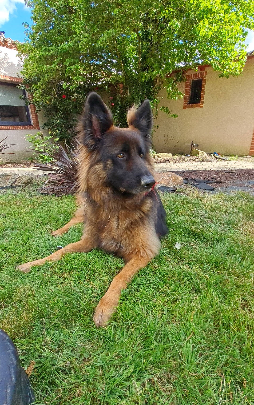 Maverick a rejoint le concours — aidez-le/la à gagner de superbes lots ! belgian_shepherd_malinois, bohemian_shepherd, carnivore, companion_dog, dog, dog_breed, east_european_shepherd, fawn, german_shepherd_dog, grass, guard_dog, herding_dog, king_shepherd, old_german_shepherd_dog, plant, sky, snout, tree, window, working_dog