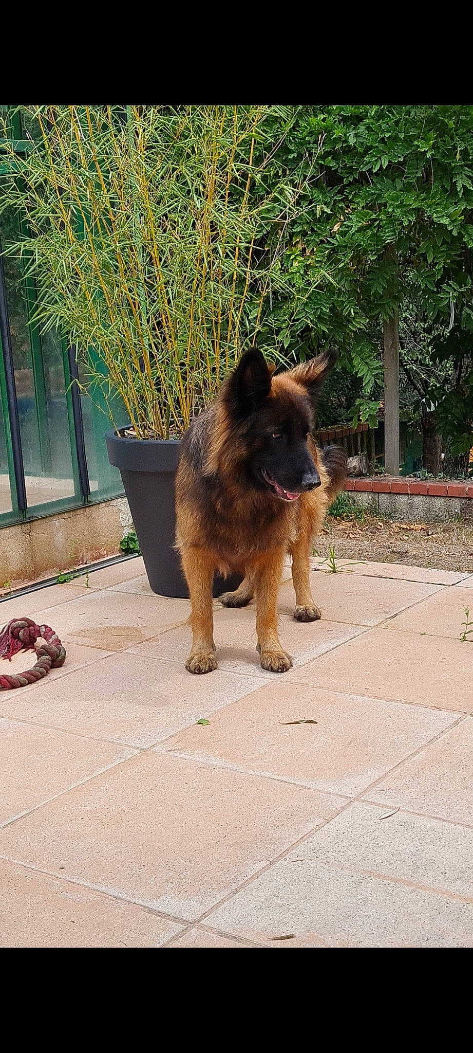 Maverick participe au concours pour gagner de l'argent avec cette photo : carnivore, companion_dog, dog, dog_breed, fawn, flooring, flowerpot, german_shepherd_dog, herding_dog, king_shepherd, mammal, old_german_shepherd_dog, plant, road_surface, snout, sporting_group, tail, tree, vertebrate, working_animal