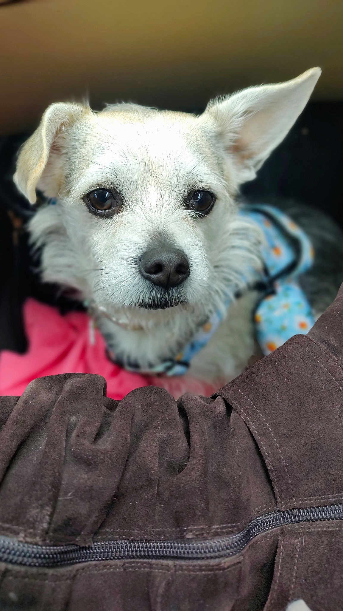 Daisy