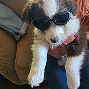 Peter joined the competition — help win amazing prizes! puppy, dog, sunglasses, person, hand, furniture, couch, indoor, cute, pet, fur, white, brown, nails, holding, relaxing, casual, comfort, animal, portrait