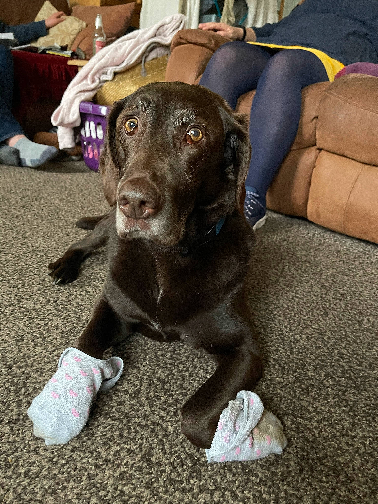 Barney joined the competition — help win amazing prizes! borador, carnivore, chair, comfort, companion_dog, couch, dog, dog_breed, dog_collar, flooring, fur, guard_dog, gun_dog, hunting_dog, liver, non_sporting_group, sitting, snout, sporting_group, working_animal