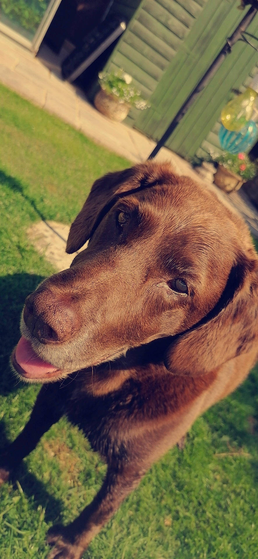 Barney joined the competition — help win amazing prizes! canidae, carnivore, collar, companion_dog, dog, dog_breed, dog_collar, ear, fawn, fur, grass, happy, liver, plant, pointing_breed, retriever, snout, sporting_group, whiskers, working_animal