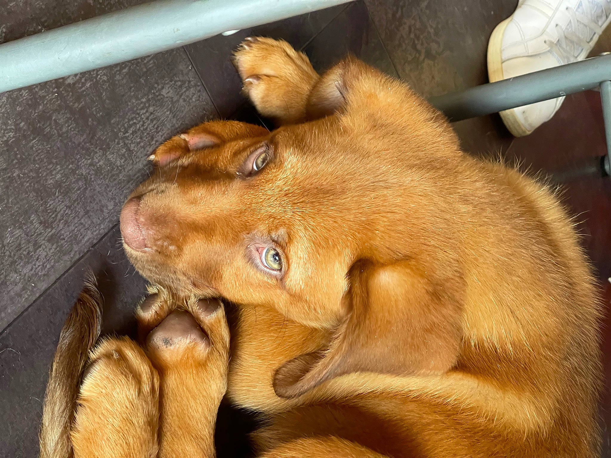 Bruno joined the competition — help win amazing prizes! biting, canidae, carnivore, claw, companion_dog, dog, dog_breed, ear, fawn, fur, liver, paw, snout, sporting_group, tail, terrestrial_animal, whiskers, wildlife, working_animal, wrinkle