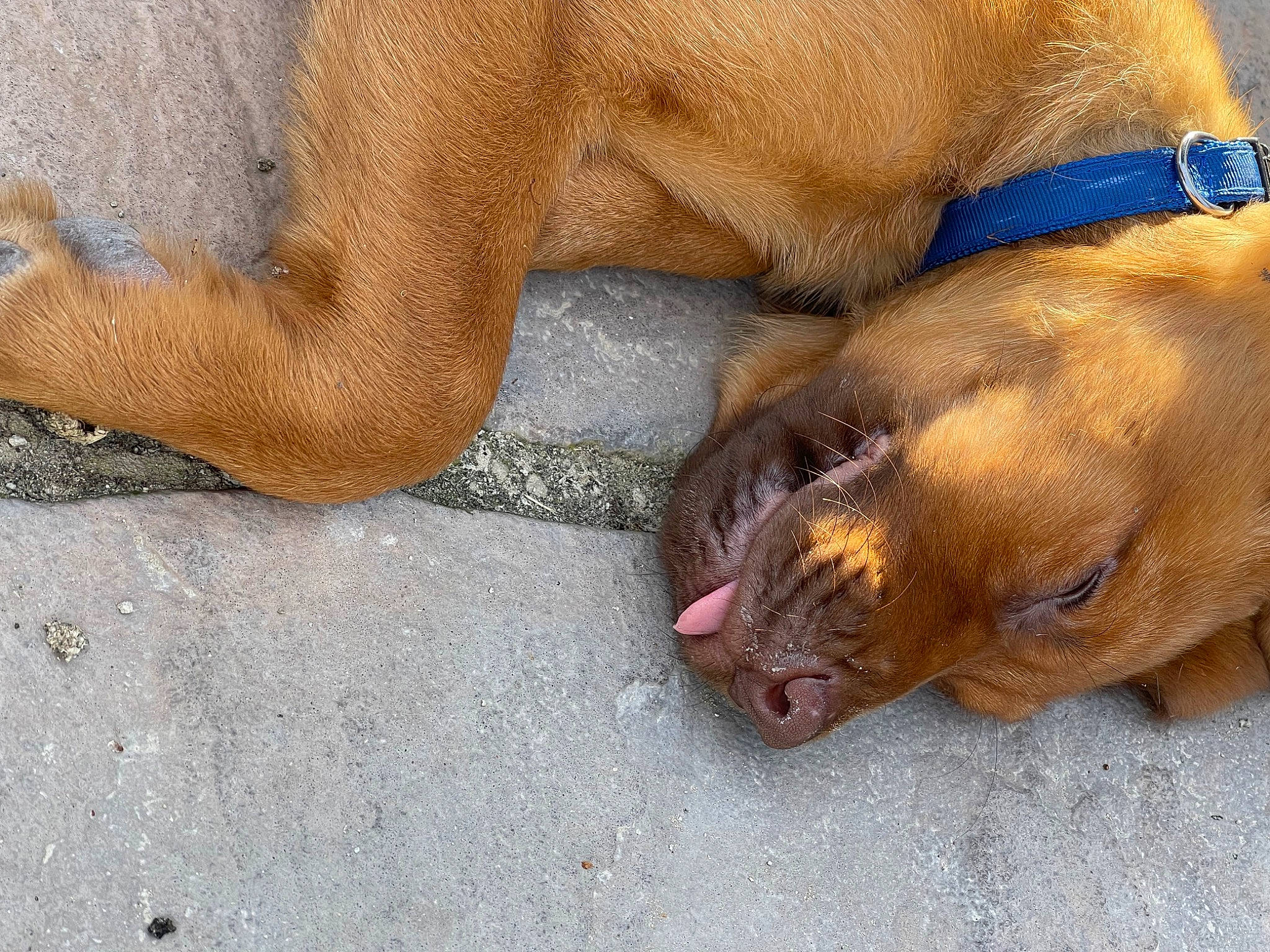 Bruno is registered to the contest to win money with this photo: canidae, carnivore, collar, comfort, companion_dog, dog, dog_breed, fawn, foot, human_leg, liver, non_sporting_group, paw, snout, sporting_group, terrestrial_animal, whiskers, wildlife, working_animal, wrinkle