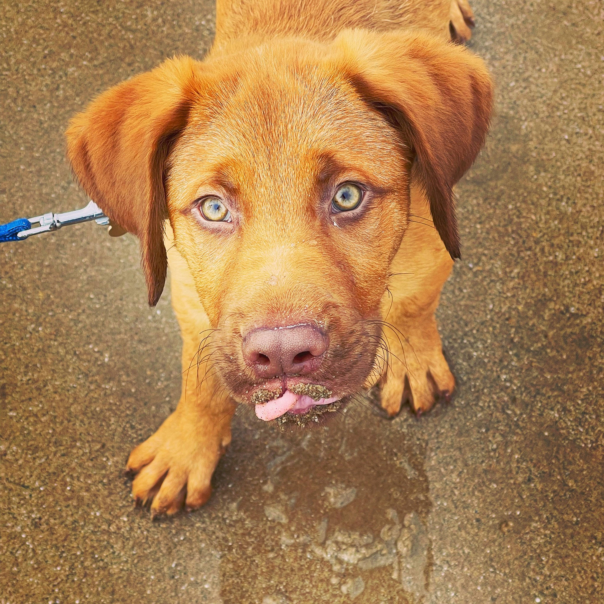 Bruno is registered to the contest to win money with this photo: canidae, carnivore, companion_dog, dog, dog_breed, dog_collar, eye, fawn, fur, hunting_dog, liver, paw, snout, sporting_group, terrestrial_animal, whiskers, wood, working_animal