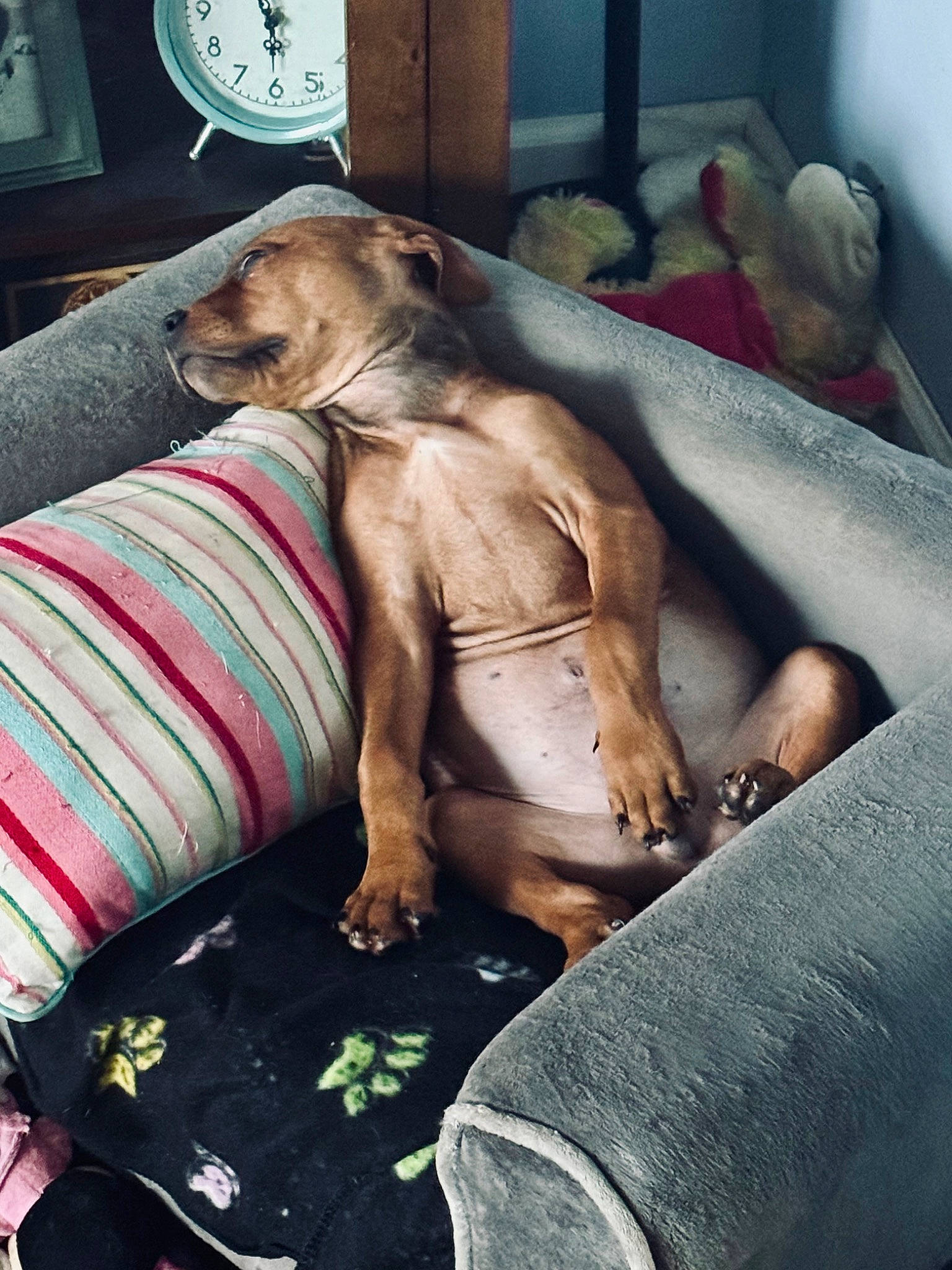 Jenson is registered to the contest to win money with this photo: bedding, canidae, carnivore, comfort, companion_dog, dog, dog_breed, dog_supply, fawn, fur, guard_dog, linens, liver, nap, pattern, room, snout, sporting_group, working_animal, wrinkle