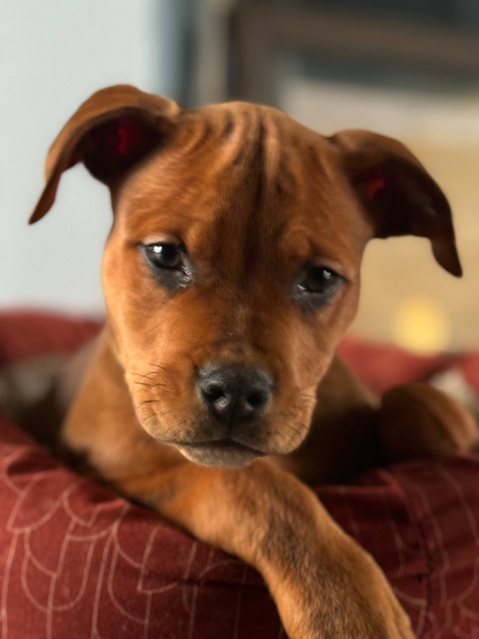 Jenson joined the competition — help win amazing prizes! canidae, carnivore, collar, companion_dog, dog, dog_breed, dog_collar, dog_supply, ear, fawn, fur, non_sporting_group, pet_supply, puppy, snout, sporting_group, terrestrial_animal, whiskers, working_animal