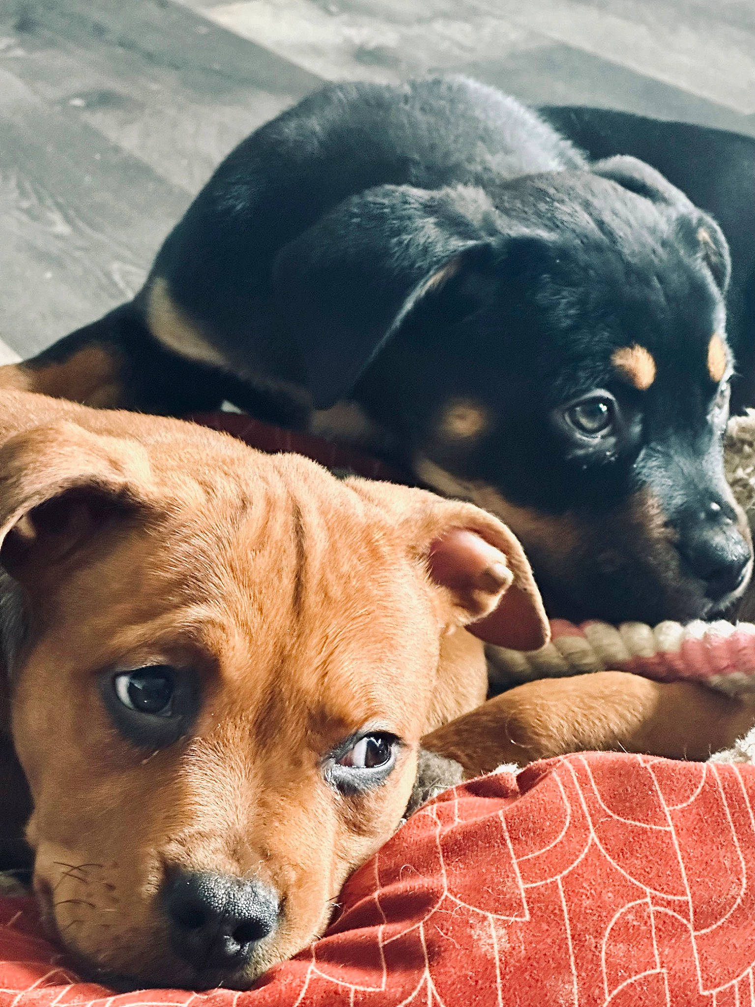 Jenson is registered to the contest to win money with this photo: canidae, carnivore, collar, comfort, companion_dog, dog, dog_breed, dog_collar, dog_supply, fawn, fur, mammal, paw, snout, sporting_group, street_dog, tartan, terrestrial_animal, whiskers, working_animal