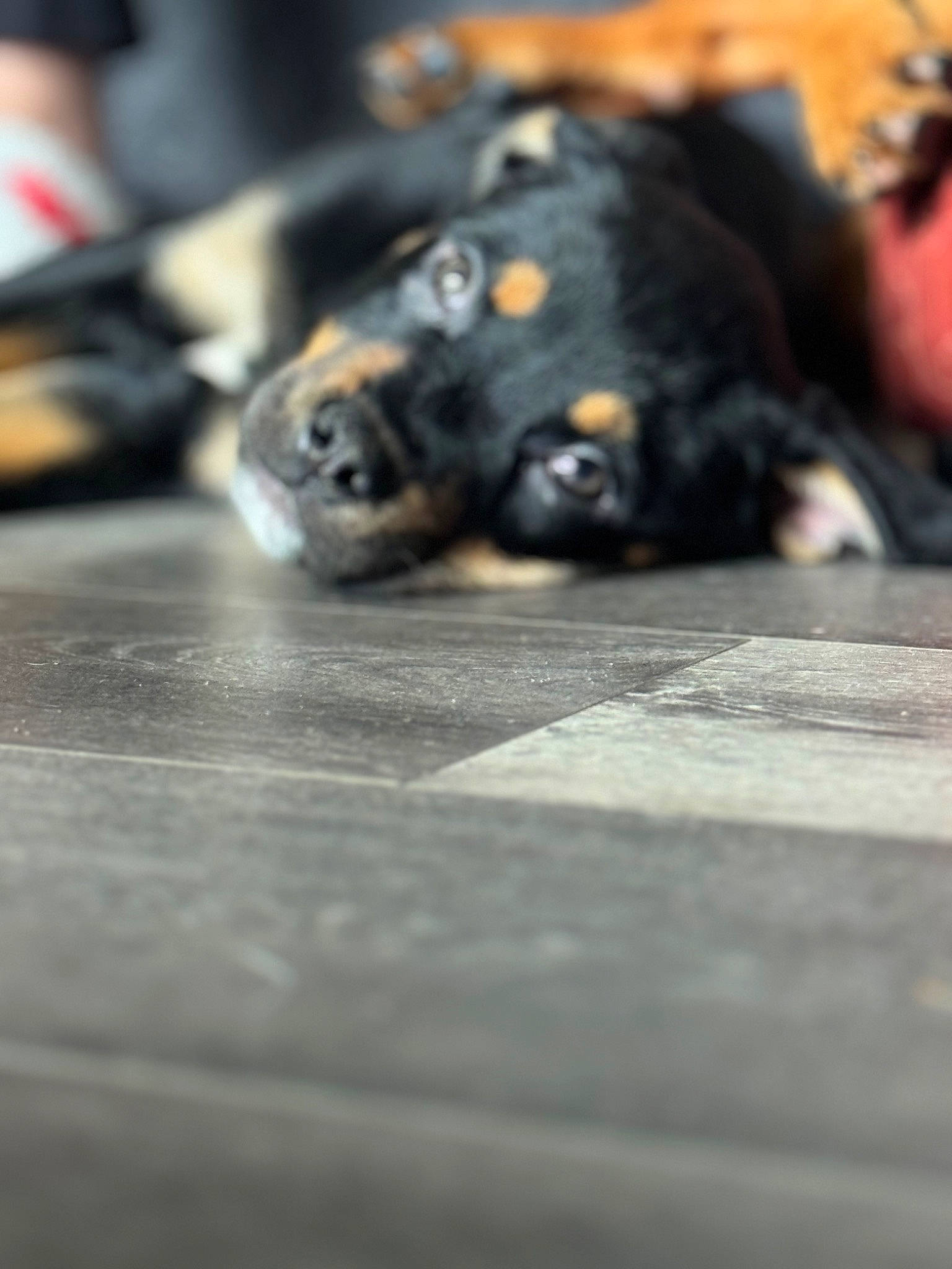 Levi is registered to the contest to win money with this photo: asphalt, canidae, carnivore, claw, companion_dog, dog_breed, felidae, flooring, foot, fur, grey, guard_dog, paw, road_surface, small_to_medium_sized_cats, sporting_group, tail, terrestrial_animal, whiskers, wood